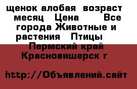 щенок алобая .возраст 1 месяц › Цена ­ 7 - Все города Животные и растения » Птицы   . Пермский край,Красновишерск г.